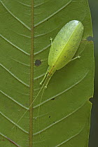 Katydid (Tympanoptera sp), Muller Range, Papua New Guinea