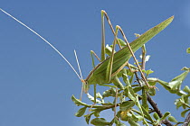 Katydid (Tylopsis continua), Namaqua National Park, Northern Cape, South Africa