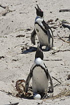 Black-footed Penguin (Spheniscus demersus) pair shielding eggs from sun, Boulders Beach, Cape Town, Western Cape, South Africa