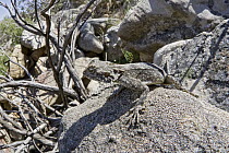 Southern Rock Agama (Agama atra) juvenile, Cederberg Wilderness Area, Western Cape, South Africa