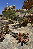 Aloe (Aloe sp) group on rocks, Cederberg Wilderness Area, Western Cape, South Africa