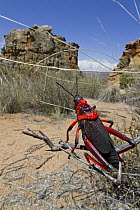 Koppie Foam Grasshopper (Dictyophorus spumans) in shrubland, Cederberg Wilderness Area, Western Cape, South Africa