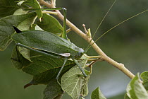 Katydid (Tettigoniidae), newly discovered species, Silaka Nature Reserve, Eastern Cape, South Africa