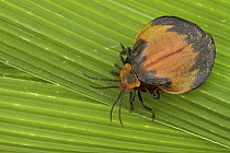 Net-winged Beetle (Lycidae) pair mating, Silaka Nature Reserve, Eastern Cape, South Africa