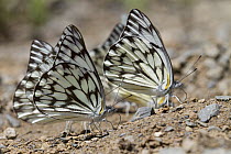 Moth pair feeding on minerals, Fort Fordyce Nature Reserve, Eastern Cape, South Africa