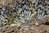 Moth trio feeding on minerals, Fort Fordyce Nature Reserve, Eastern Cape, South Africa