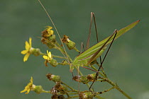 Katydid (Tylopsis rubrescens), Fort Fordyce Nature Reserve, Eastern Cape, South Africa