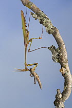 Mantid (Hemiempusa capensis) feeding on grasshopper, Western Cape, South Africa