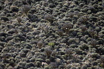 Shrubland vegetation of the karoo biome, Tankwa Karoo National Park, Northern Cape, South Africa