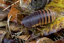 Cape Mountain Cockroach (Aptera fusca), Tsitsikamma, Eastern Cape, South Africa