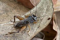 Jamaican Field Cricket (Gryllus assimilis) male, Saba, West Indies, Caribbean