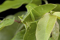 Katydid (Orophus decoratus) leaf mimic, Saba, West Indies, Caribbean