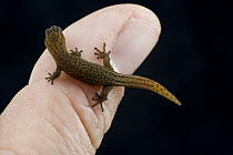 Saba Least Gecko (Sphaerodactylus sabanus) on finger, Saba, West Indies, Caribbean