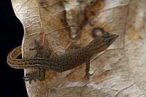 Saba Least Gecko (Sphaerodactylus sabanus), Saba, West Indies, Caribbean