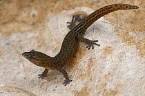 Saba Least Gecko (Sphaerodactylus sabanus), Saba, West Indies, Caribbean