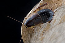 Short-winged Forest Cockroach (Pelmatosilpha sp), Saba, West Indies, Caribbean