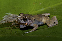 Whistling Frog (Eleutherodactylus johnstonei) feeding on insect prey, Saba, West Indies, Caribbean