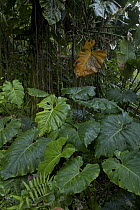 Leaves in rainforest undergrowth, Saba, West Indies, Caribbean