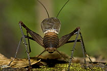 Saba Cricket (Amphiacusta saba) male calling, Saba, West Indies, Caribbean