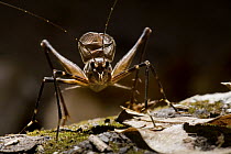 Saba Cricket (Amphiacusta saba) male calling, Saba, West Indies, Caribbean