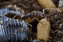 Ant (Odontomachus ruginodis), Saba, West Indies, Caribbean