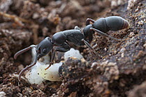 Ant (Platythyrea punctata) tending larvae in an underground nest, Saba, West Indies, Caribbean