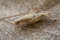 Cricket (Gryllidae), Saba, West Indies, Caribbean