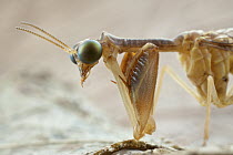 Mantis Fly (Mantispidae), Saba, West Indies, Caribbean