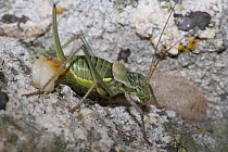 Bush Cricket (Uromenus ortegai) female carrying spermatophore produced by male during mating, Guadarrama Mountains, Spain