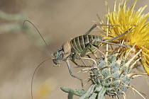 Bush Cricket (Uromenus ortegai), Guadarrama Mountains, Spain