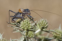 Bush Cricket (Uromenus ortegai), Guadarrama Mountains, Spain