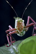 Katydid (Moncheca sp), Brownsberg Reserve, Surinam