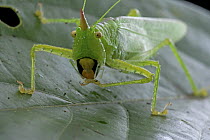 Katydid (Copiphora longicauda), Brownsberg Reserve, Surinam