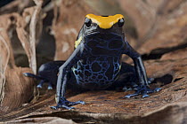 Dyeing Poison Frog (Dendrobates tinctorius), Sipaliwini, Surinam
