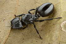 Ant (Cephalotes atratus), Sipaliwini, Surinam