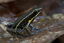 Brilliant-thighed Poison Frog (Epipedobates femoralis), Sipaliwini, Surinam
