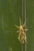 Sac Fungus (Cordyceps sp) mycelium covering cricket that was parasitized and killed by the fungus, Sipaliwini, Surinam