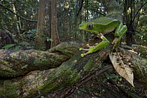 Giant Monkey Frog (Phyllomedusa bicolor) in rainforest, Sipaliwini, Surinam