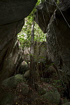 Lianas hanging from rocks in rainforest, Sipaliwini, Surinam