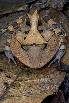 Amazon Horned Frog (Ceratophrys cornuta), Sipaliwini, Surinam