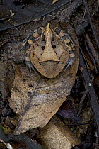Amazon Horned Frog (Ceratophrys cornuta) camouflaged on leaf, Sipaliwini, Surinam