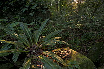 Rainforest interior, Sipaliwini, Surinam