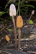 Parasitic Plant (Helosis cayennensis) obtains nutrients from roots of other plants, Sipaliwini, Surinam
