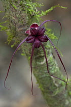 Herrania (Herrania kanukuensis) flower, Sipaliwini, Surinam