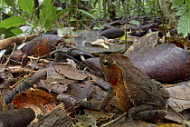 Crested Forest Toad (Bufo margaritifer) in rainforest, Sipaliwini, Surinam