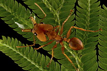 Large-headed Ant (Daceton armigerum) worker, Sipaliwini, Surinam