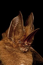 Uncommon Sword-nosed Bat (Lonchorhina inusitata), Sipaliwini, Surinam