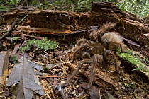 Goliath Bird-eating Spider (Theraphosa blondi), Sipaliwini, Surinam