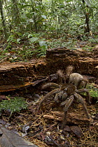 Goliath Bird-eating Spider (Theraphosa blondi) in rainforest, Sipaliwini, Surinam
