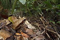Smooth-sided Toad (Bufo guttatus) in rainforest, Sipaliwini, Surinam
